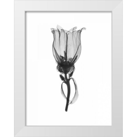 Canterbury Bell White Modern Wood Framed Art Print by Koetsier, Albert