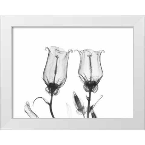 Canterbury Bell Duo White Modern Wood Framed Art Print by Koetsier, Albert