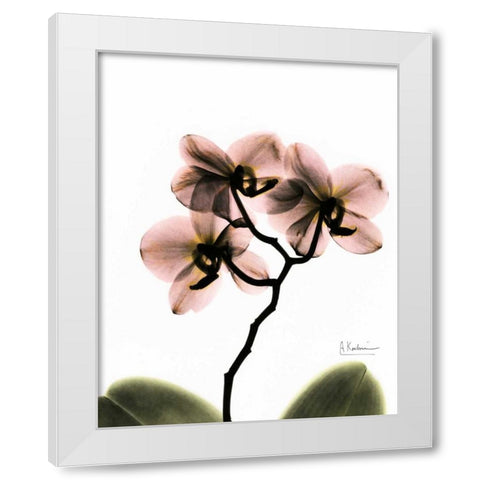 Orchid Trio White Modern Wood Framed Art Print by Koetsier, Albert