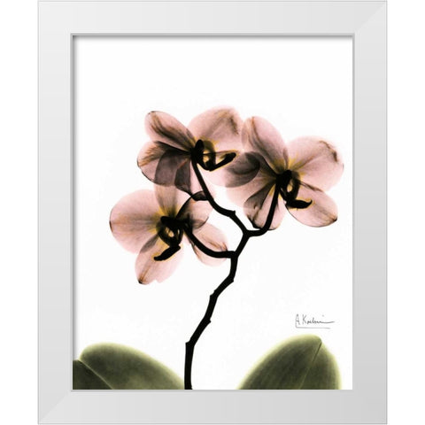 Orchid Trio White Modern Wood Framed Art Print by Koetsier, Albert