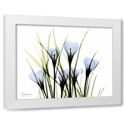 Bunched Crocus White Modern Wood Framed Art Print by Koetsier, Albert