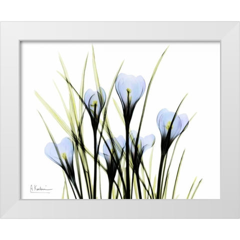 Bunched Crocus White Modern Wood Framed Art Print by Koetsier, Albert