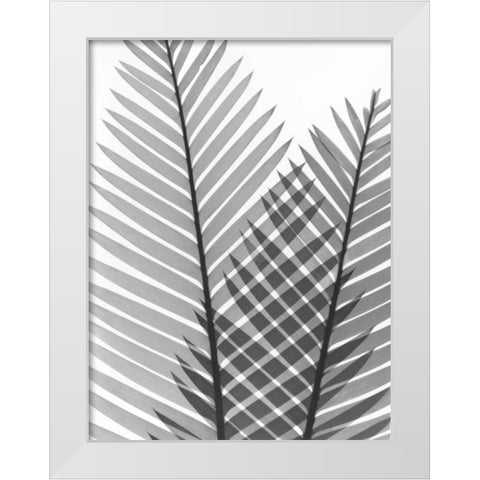 Tropical Fern 1 White Modern Wood Framed Art Print by Koetsier, Albert