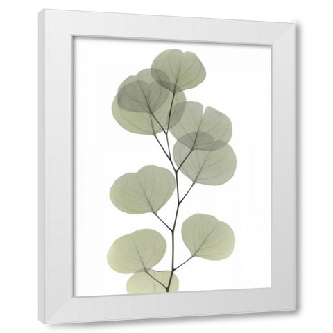 Striving Eucalyptus 1 White Modern Wood Framed Art Print by Koetsier, Albert