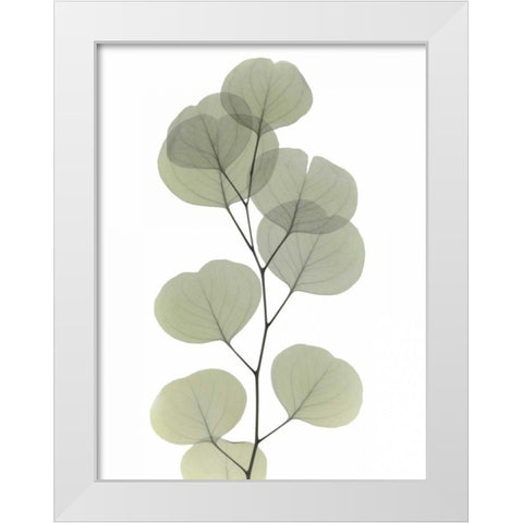 Striving Eucalyptus 1 White Modern Wood Framed Art Print by Koetsier, Albert