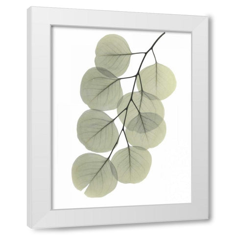 Striving Eucalyptus 2 White Modern Wood Framed Art Print by Koetsier, Albert