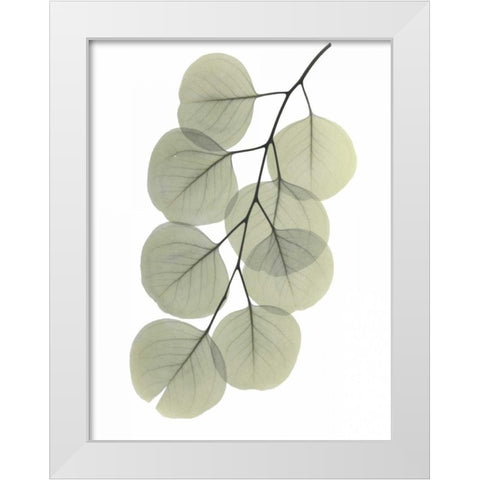 Striving Eucalyptus 2 White Modern Wood Framed Art Print by Koetsier, Albert