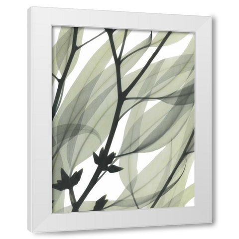 Eucalyptus Safari White Modern Wood Framed Art Print by Koetsier, Albert