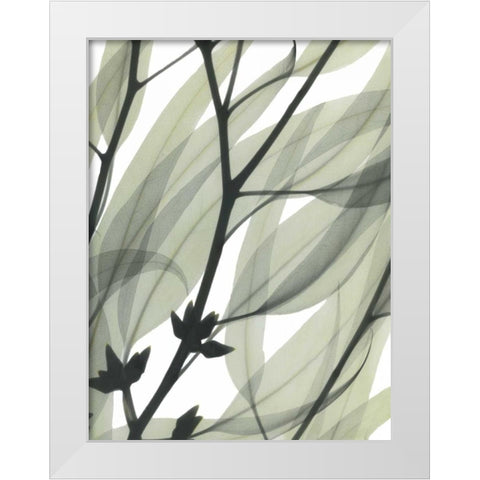 Eucalyptus Safari White Modern Wood Framed Art Print by Koetsier, Albert