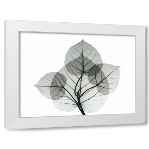 Bo Leaves 1 White Modern Wood Framed Art Print by Koetsier, Albert