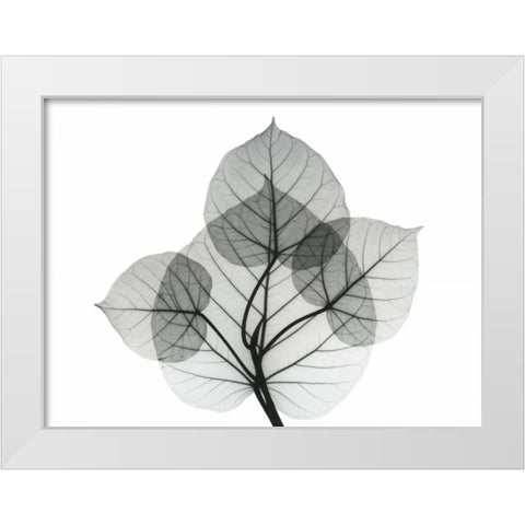 Bo Leaves 1 White Modern Wood Framed Art Print by Koetsier, Albert