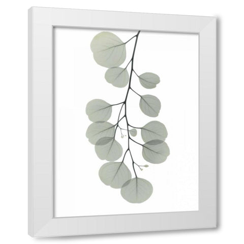 Descending Eucalyptus 1 White Modern Wood Framed Art Print by Koetsier, Albert