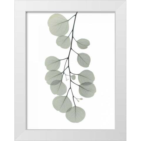 Descending Eucalyptus 1 White Modern Wood Framed Art Print by Koetsier, Albert