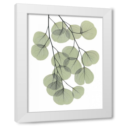 Descending Eucalyptus 2 White Modern Wood Framed Art Print by Koetsier, Albert