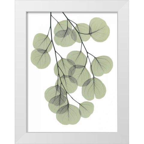 Descending Eucalyptus 2 White Modern Wood Framed Art Print by Koetsier, Albert