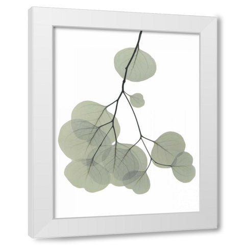 Descending Eucalyptus 3 White Modern Wood Framed Art Print by Koetsier, Albert