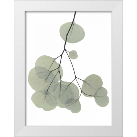 Descending Eucalyptus 3 White Modern Wood Framed Art Print by Koetsier, Albert