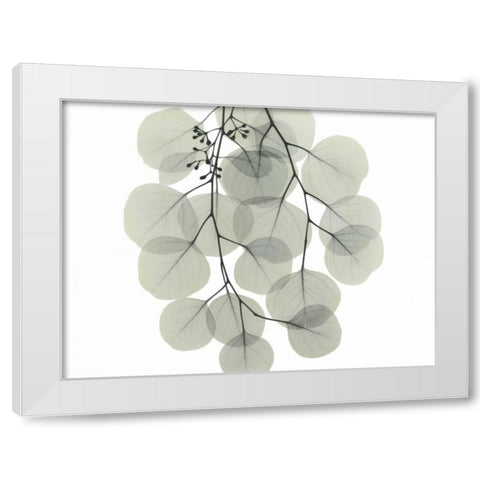 Descending Eucalyptus 4 White Modern Wood Framed Art Print by Koetsier, Albert