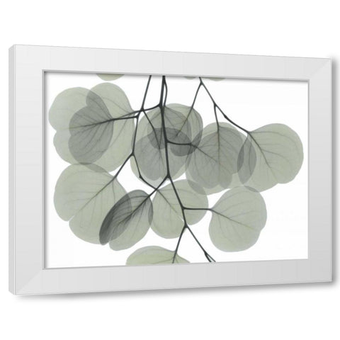 Descending Eucalyptus 5 White Modern Wood Framed Art Print by Koetsier, Albert