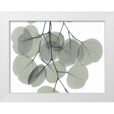 Descending Eucalyptus 5 White Modern Wood Framed Art Print by Koetsier, Albert