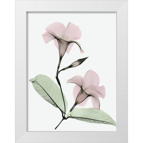 Serene Mandelila White Modern Wood Framed Art Print by Koetsier, Albert