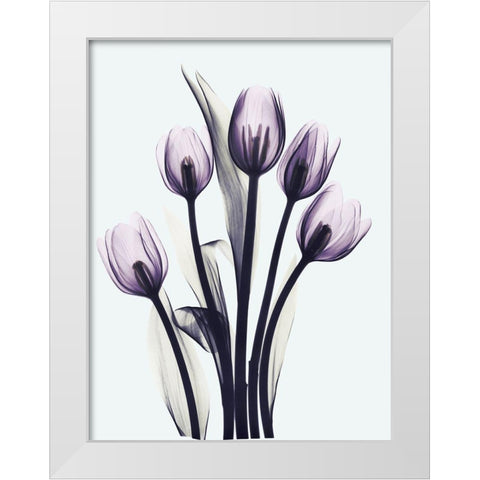 Essentially Tulips White Modern Wood Framed Art Print by Koetsier, Albert