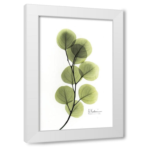 Eucalyptus White Modern Wood Framed Art Print by Koetsier, Albert