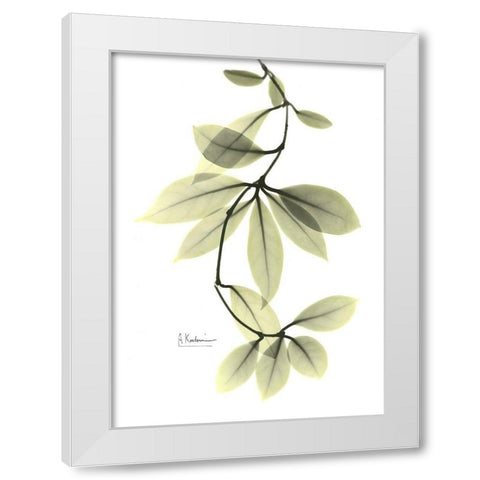 Hoya Carnosa White Modern Wood Framed Art Print by Koetsier, Albert