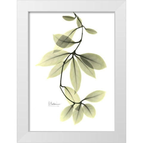 Hoya Carnosa White Modern Wood Framed Art Print by Koetsier, Albert