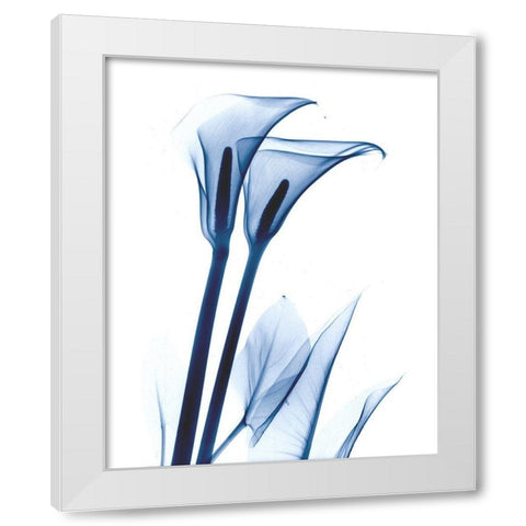 Calla Lily Indigo White Modern Wood Framed Art Print by Koetsier, Albert