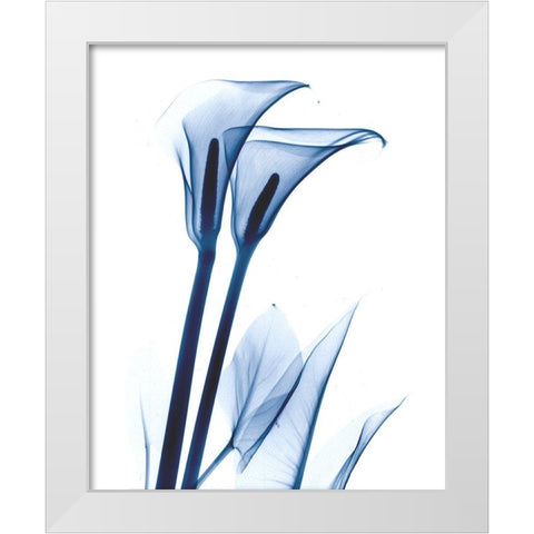 Calla Lily Indigo White Modern Wood Framed Art Print by Koetsier, Albert