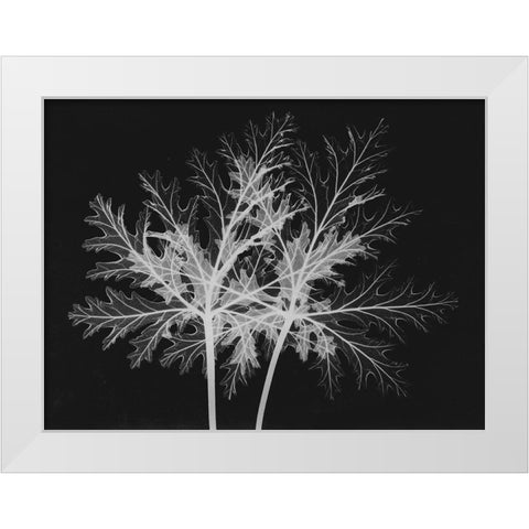 Leaves Seq White Modern Wood Framed Art Print by Koetsier, Albert