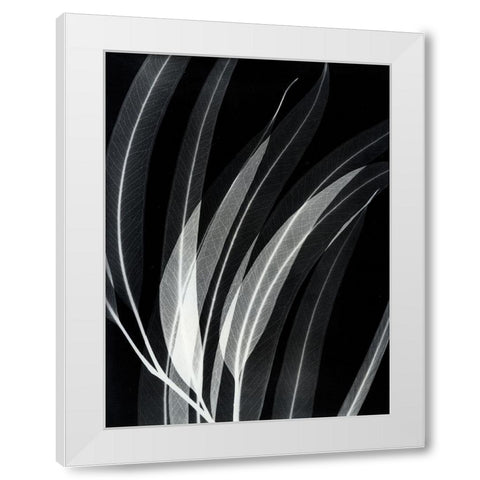 Eucalyptus 2 White Modern Wood Framed Art Print by Koetsier, Albert