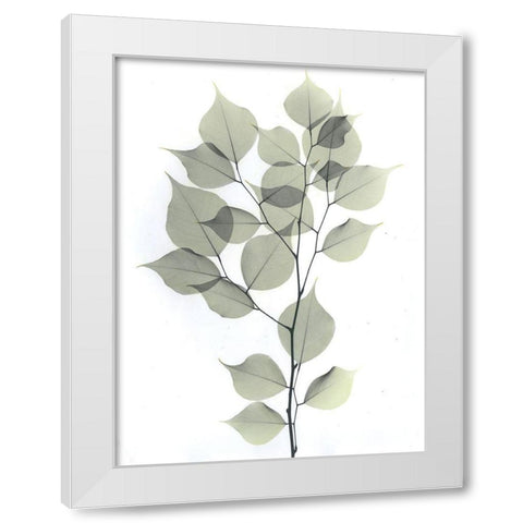 Dalbersia White Modern Wood Framed Art Print by Koetsier, Albert