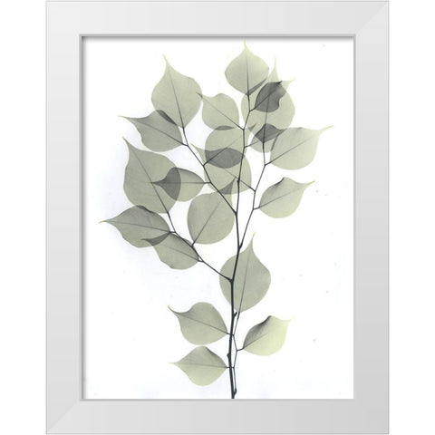 Dalbersia White Modern Wood Framed Art Print by Koetsier, Albert