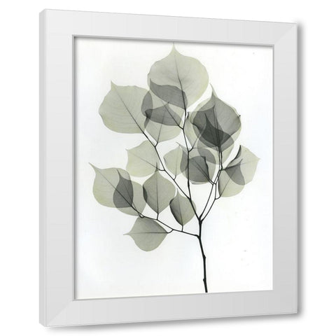 Dalbersia 2 White Modern Wood Framed Art Print by Koetsier, Albert