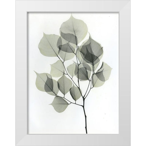 Dalbersia 2 White Modern Wood Framed Art Print by Koetsier, Albert