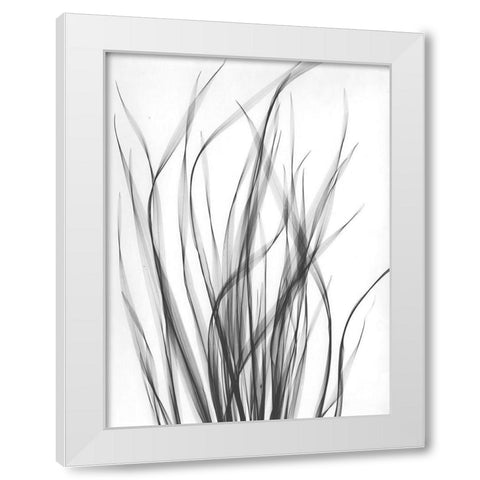 Grass 2 White Modern Wood Framed Art Print by Koetsier, Albert