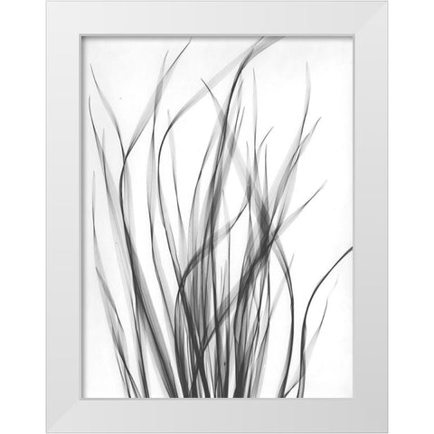 Grass 2 White Modern Wood Framed Art Print by Koetsier, Albert