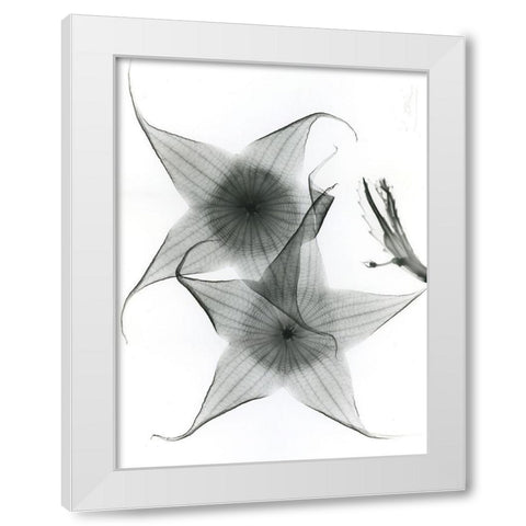 Carrian Flower White Modern Wood Framed Art Print by Koetsier, Albert