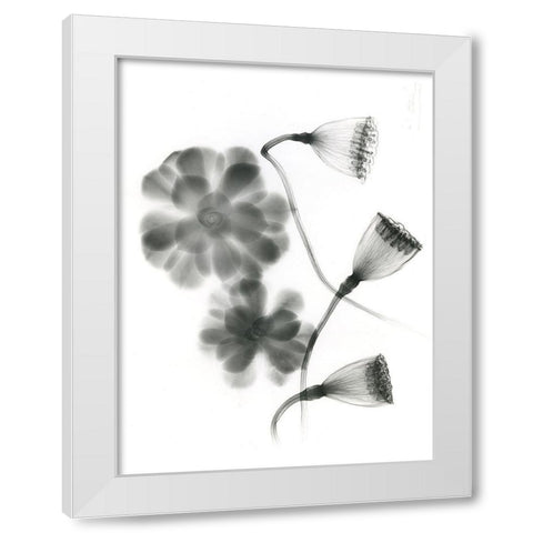 Land Of Lost Lotus White Modern Wood Framed Art Print by Koetsier, Albert