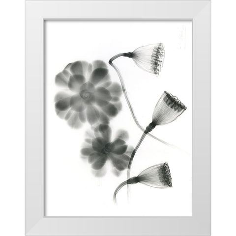 Land Of Lost Lotus White Modern Wood Framed Art Print by Koetsier, Albert