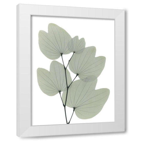 Orchid Tree White Modern Wood Framed Art Print by Koetsier, Albert