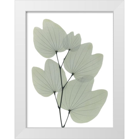 Orchid Tree White Modern Wood Framed Art Print by Koetsier, Albert