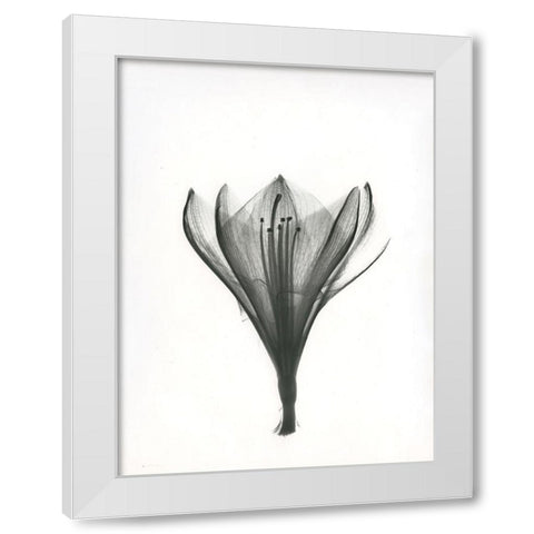 Tulip White Modern Wood Framed Art Print by Koetsier, Albert