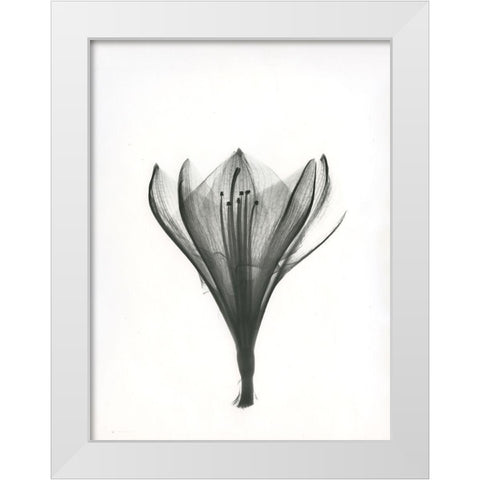 Tulip White Modern Wood Framed Art Print by Koetsier, Albert