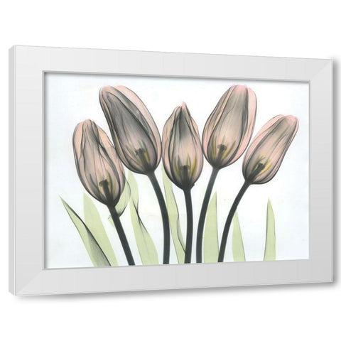 Tulips 2 White Modern Wood Framed Art Print by Koetsier, Albert