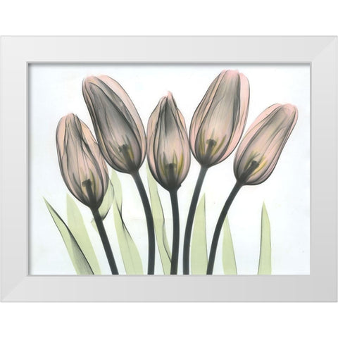 Tulips 2 White Modern Wood Framed Art Print by Koetsier, Albert