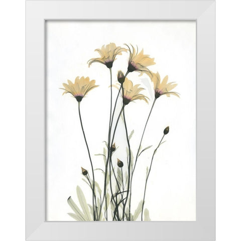 Wild Flowers White Modern Wood Framed Art Print by Koetsier, Albert