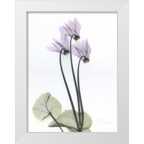 Cyclamen White Modern Wood Framed Art Print by Koetsier, Albert